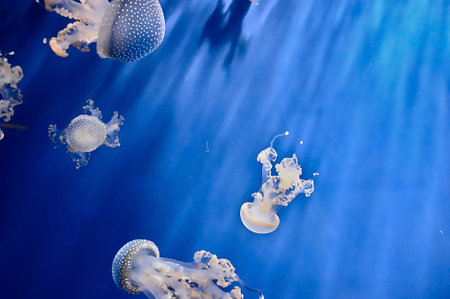 Fluorescent white illuminated jellyfishes swimming in blue water in aquariumの写真素材