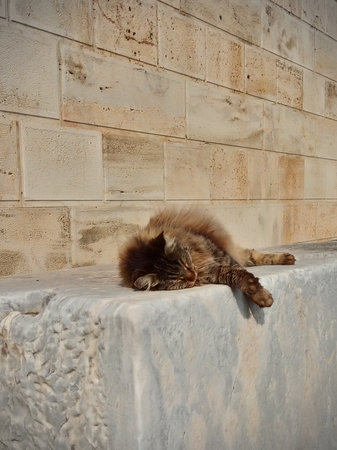 Gray tabby cat sleeping chilling on a white marble monument in the sunの写真素材
