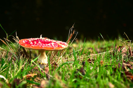 Close-up of fly agaric wild poisonous red mushroom in forest, green grass, dark background (amanita muscaria)の写真素材