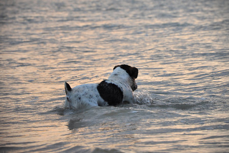 Jack Russel Terrier running in the North Sea at the Belgian Coast at sunset, picture taken from the backside, colorful sunset and a cloudy sky in the backgroundの写真素材
