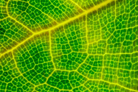 Green leaf close-up. Abstract background and texture for design.
