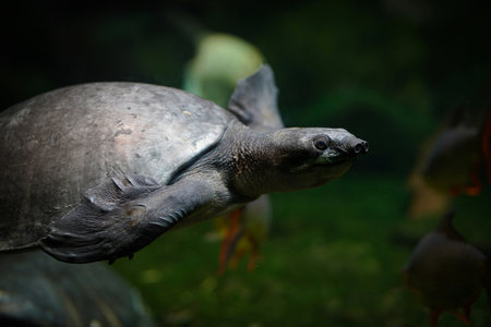 Close up of a sea turtle in an aquarium with other turtles in the background