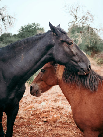 Horses in the paddock. Two horses in the paddock.の写真素材