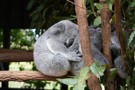 Koala bear sleeping on eucalyptus tree in Australiaの写真素材