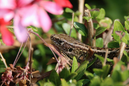 Sand lizard (Lacerta agilis) in the gardenの写真素材