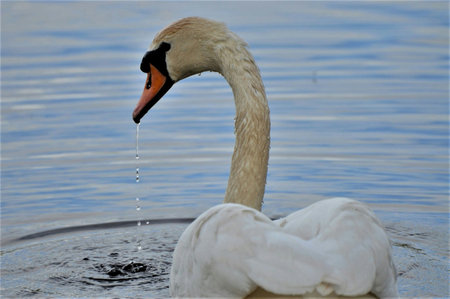 swan on blue lake water in sunny day, swans on pond, nature seriesの写真素材