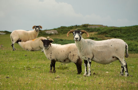 Sheep in the meadow on the Isle of Skye, Scotlandの写真素材