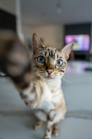bengal cat with blue eyes looking at the camera, selective focus