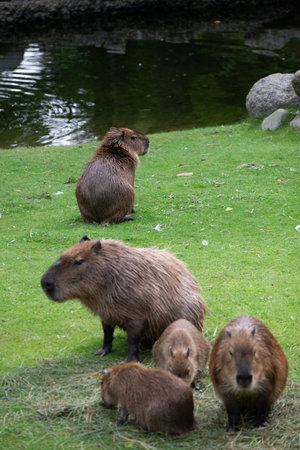 Capybara (Hydrochoerus hydrochaeris)の写真素材
