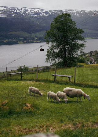 Sheep in a meadow by the lake, Scotland, UKの写真素材
