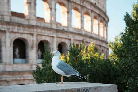 Seagull in front of Colosseum in Rome, Italyの写真素材