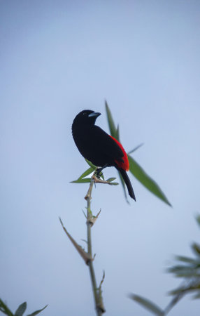 Red-vented Blackbird (Agapornis phoenicurus)の写真素材