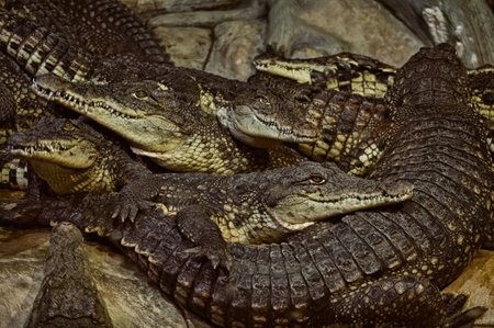 Crocodile in the farm. Crocodile in captivity.