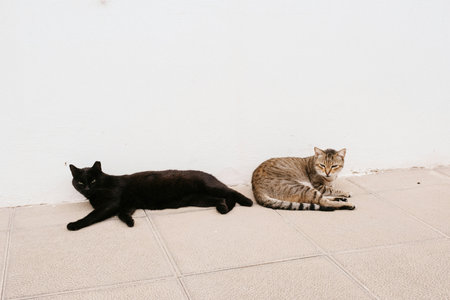 Two cats are sleeping on the floor near the white wall of the house.