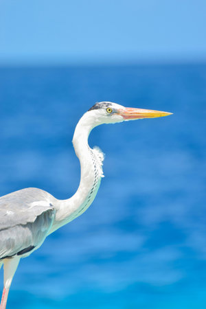 Great blue heron (Ardea herodias) on the background of the seaの写真素材