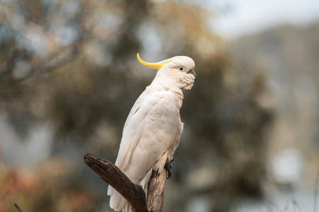 Sulphur-crested Cockatoo in Australiaの写真素材