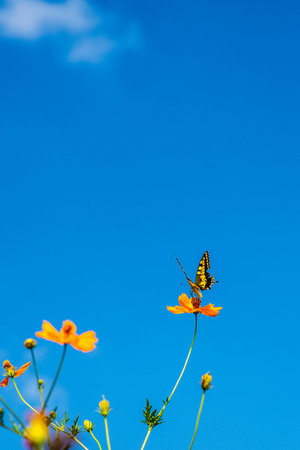 Butterfly on cosmos flower and blue sky background, Thailand.の写真素材