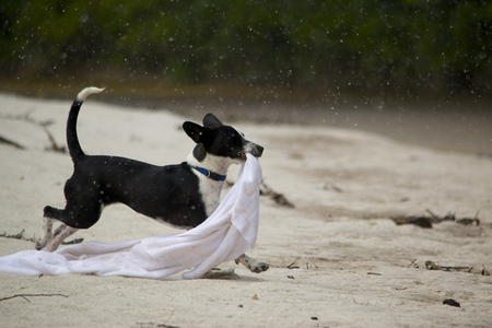 Puppy runningの写真素材