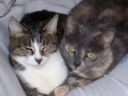 My Cats Furball and Princess 4