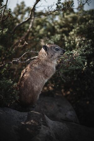 A dassie standing on a rock looking away from cameraの写真素材