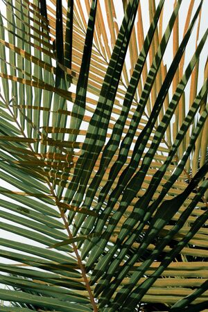 Palm leaves over white backgroundの写真素材