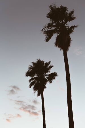 Two palmtrees in front of cloudy sky during sunsetの写真素材