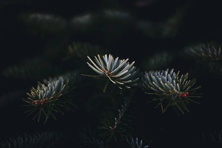 Branch of a fir tree with dark backgroundの写真素材
