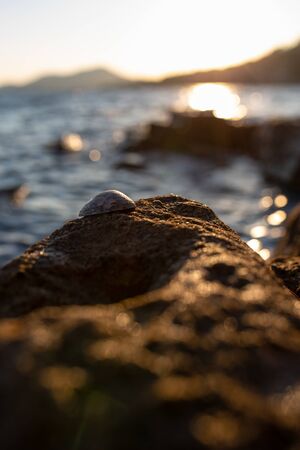 Seashell on a rock during sunsetの写真素材
