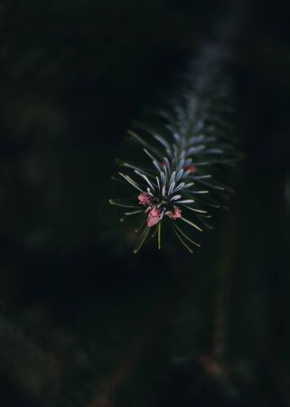 Branch of a fir tree with dark backgroundの写真素材