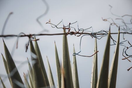 Aloe vera with wire netting fence in the foregroundの写真素材
