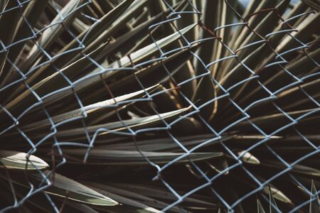 Aloe vera with wire netting fence in the foregroundの写真素材