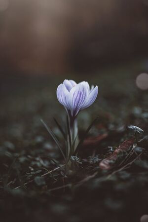 A blooming crocus on a meadowの写真素材