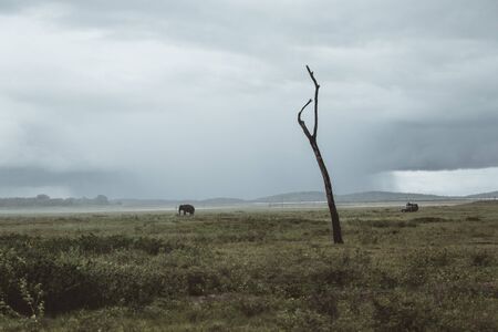 a dead tree in a wide landscape with elephantの写真素材