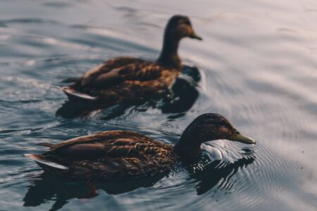 two ducks swimming on a lake during sunset