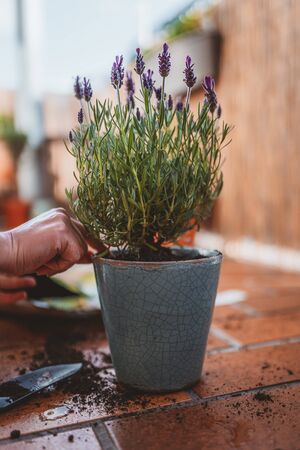 planting lavender in a flower pot on the balconyの写真素材