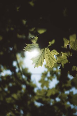 sunlight shining through the leaves of a treeの写真素材