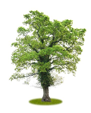 Isolated old oak tree in spring on white background with copy space as cutoutの写真素材