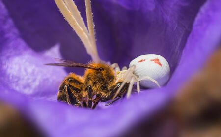 Crab spider prey catch with honey beeの写真素材