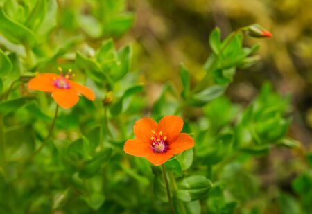 Botany flowering plant Anagallis arvensis plant with two flowers and budsの写真素材