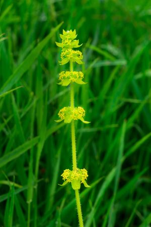 Flowering plants, Ciliated crossbill, Cruciata laevipes, Common crossbill, Meadows crossbill
