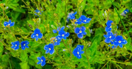 Botany flowering plant germander speedwell Veronica chamaedrys some flowers and budsの写真素材