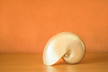 Background ocher Badigeon and oak wood with nautilus shellの写真素材