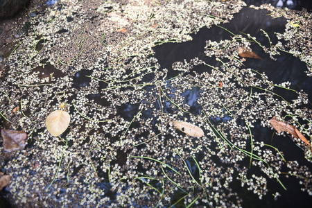 Flower floating on waterの写真素材