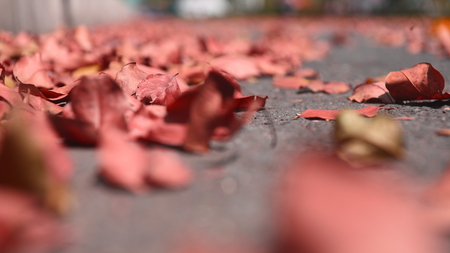 Dry Leaves at the Asphalt road in autumnの写真素材