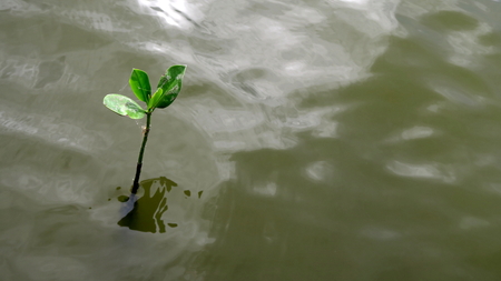 Growing Mangrove treeの写真素材