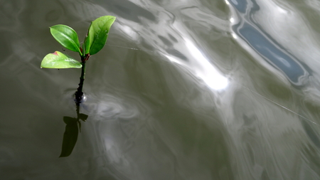 Growing Mangrove treeの写真素材