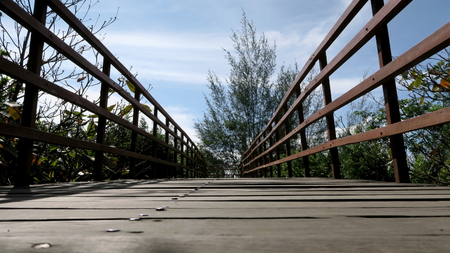 Bridge in deep natural green forestの写真素材