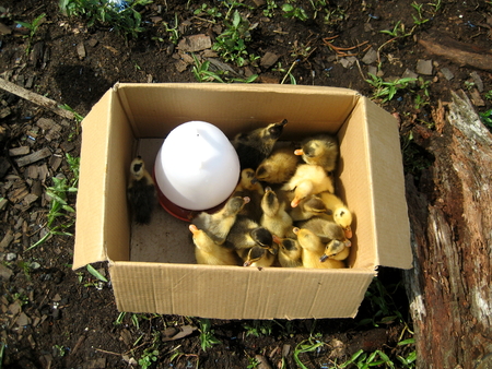 Little babies ducks inside the boxの写真素材
