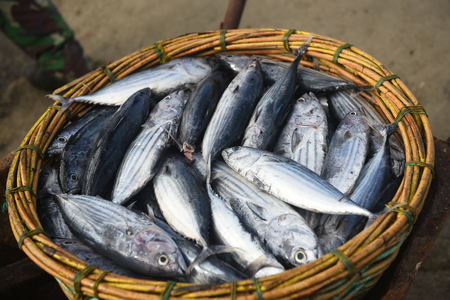 baby tuna in basket ready for saleの写真素材