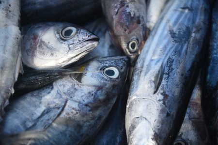 Close up baby tuna detailの写真素材